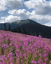 Load image into Gallery viewer, Fireweed honey organic