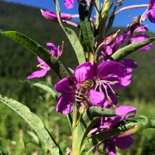 Load image into Gallery viewer, Fireweed