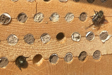 Load image into Gallery viewer, mason bee cocoons great pollinator