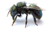 Load image into Gallery viewer, mason bees for sale