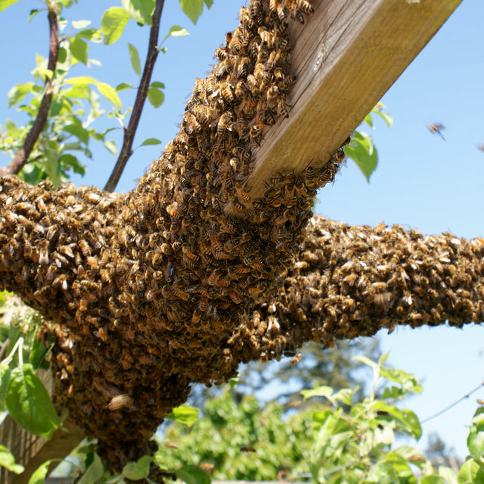 Why Honey Bees Swarm