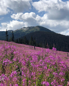 Fireweed honey organic