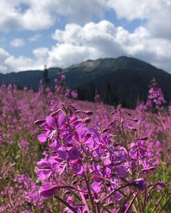 Free Fireweed honey organic