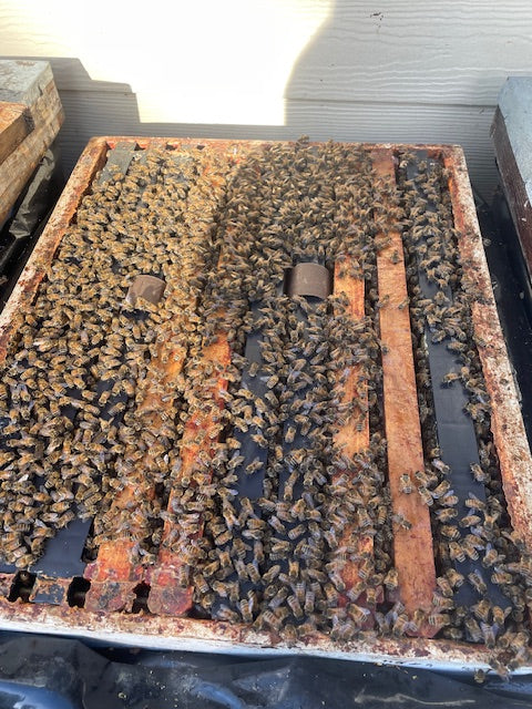 Oxallic Acid Extended Release Strips