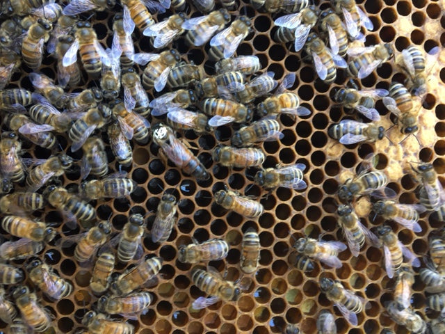 Queen - Carniolan by Australian Bees, Australia, mated