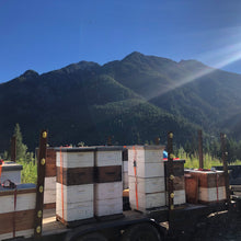 Load image into Gallery viewer, Our beehives in the Costal Mountains where the bees collected this honey
