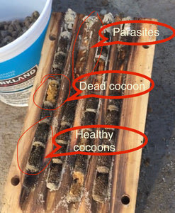 how to clean your mason bee hive