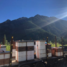 Load image into Gallery viewer, Our beehives in the Coastal Mountains where the bees collected this honey
