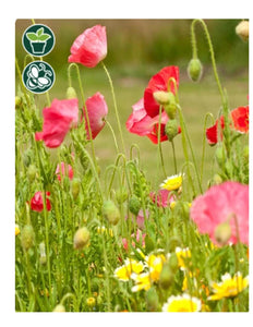 Bee Garden Blend Flower Seeds