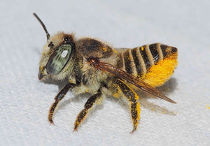 Leafcutting Bee Cocoons