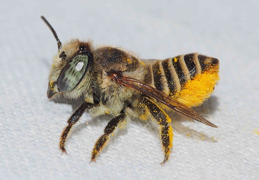 Leafcutting Bee Cocoons
