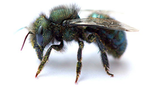 Load image into Gallery viewer, mason bees for sale

