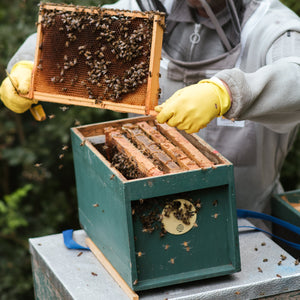 Honey Bees - Locally raised NUCS-  RESERVATION